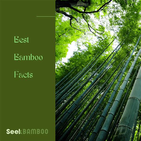 vamboo|8 Amazing Bamboo Facts